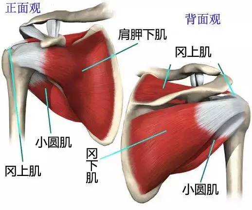 肩袖实际上是由四块肌腱组成,从前至后分别是肩胛下肌腱,冈上