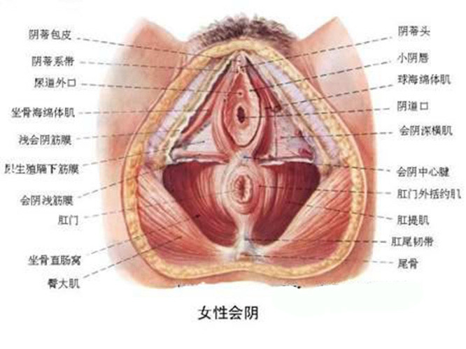 外阴瘙痒