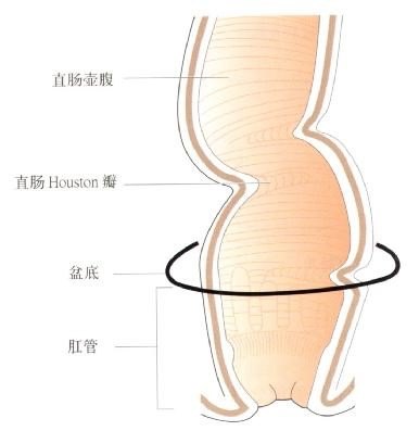 直肠壶腹既产生便意,又控制排便