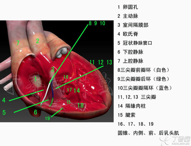 心脏解剖笔记:右房右室篇