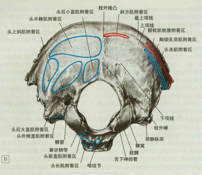 耳后面神经痛的原因