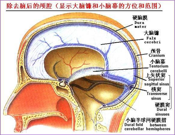 小脑扁桃体疝危险吗?