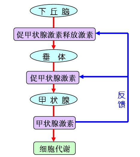 甲癌术后甲状腺素服用剂量调整