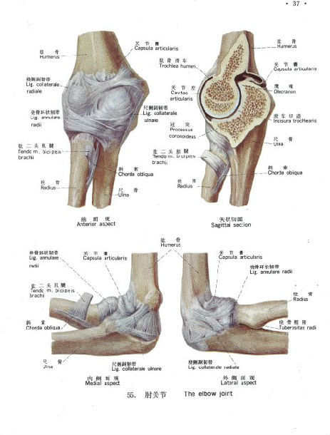 肘关节内侧解剖与手术入路