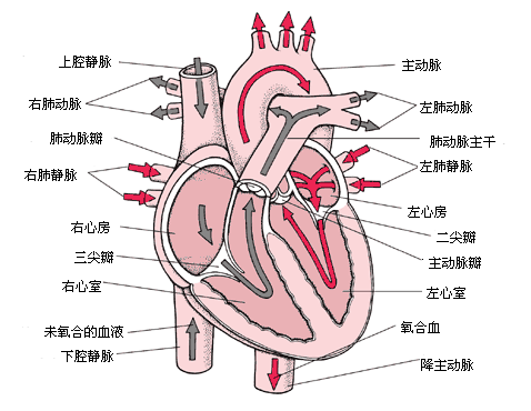 上下腔静脉→右心房→右心室→肺动脉→肺循环→肺静脉→左心房→左