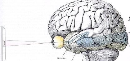 并通过人眼的视神经(传导人眼视觉冲动的神经)传入大脑的视觉中枢