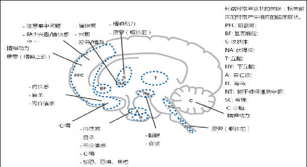 图2, 主管情绪的大脑区域