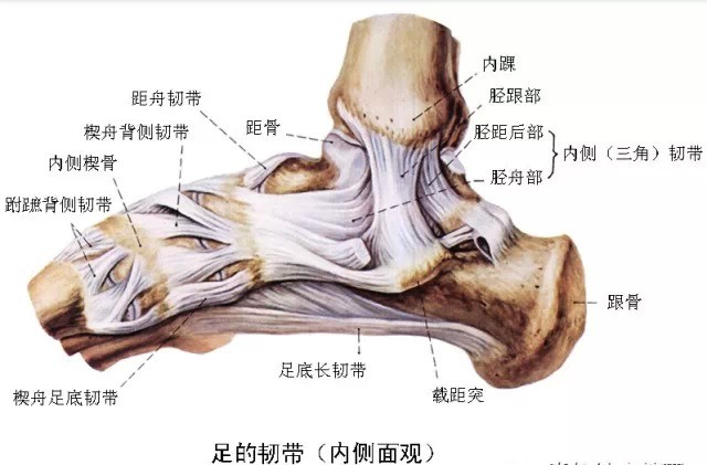 时有踝关节内侧压痛,且部分病例在后续的检查中发现伴有三角韧带损伤