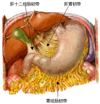 向上发出食管支与贲门支,然后向下沿胃小弯在肝胃韧带中分支到胃前后