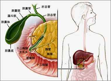 胰腺十二指肠和胆道系统之间的关联