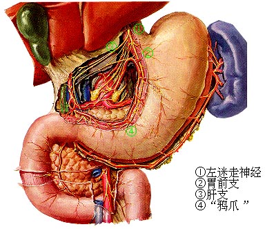 胃解剖会是什么样子的