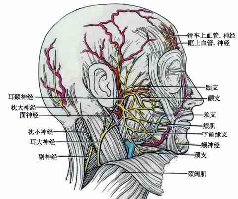 面肌痉挛——血管与面神经的"激情碰撞"