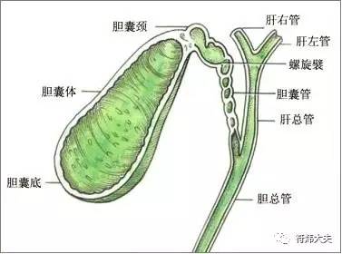 保胆手术背后的真相到底是什么