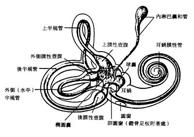 内耳最主要的两大器官是管理听觉的"耳蜗"和管理平衡的"半规管","