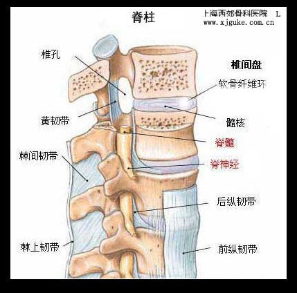 因此,髓核容易向后方突出,压迫神经根或脊髓,造成椎间盘突出症.