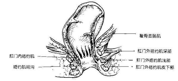 图1 直肠下端增厚成内括约肌,可以部分或全部切除(左键单击图片可以