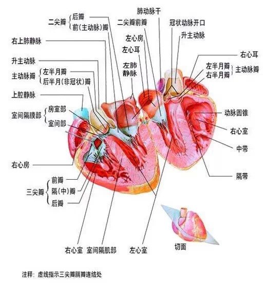 14张图片认识你的心脏