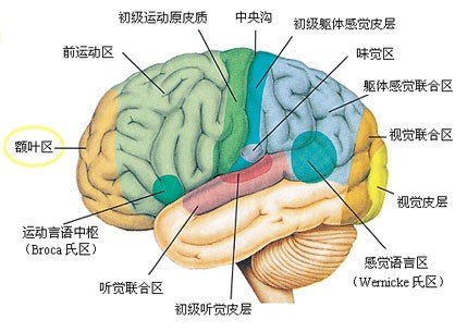 目前沿用的仍为解剖学上根据脑沟回所确定的和一般常用的布罗得曼