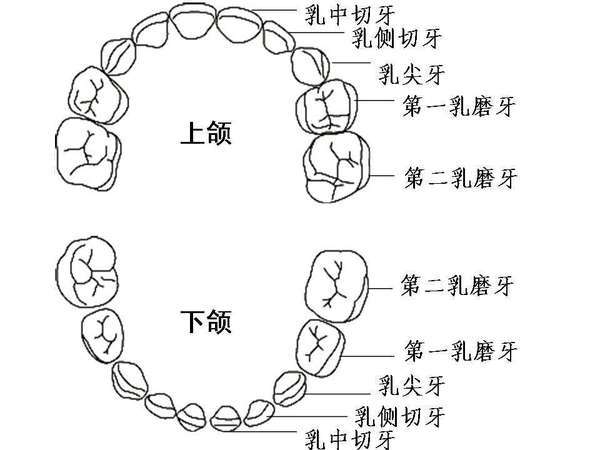 乳牙、恒牙的名称、牙位、形态和正常萌出、换