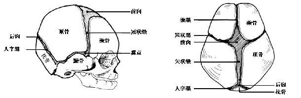 2, 颅缝的作用是什么?