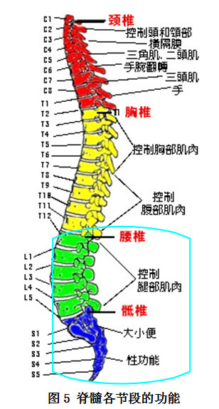 脊髓是人体中枢神经系统的组成部分,在大脑的控制下,支配身体的