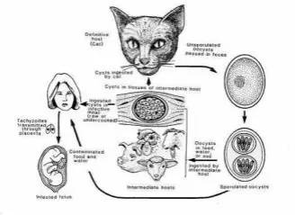 弓形虫病最主要的传染途径:食用未煮熟的肉或接触感染弓形虫的猫