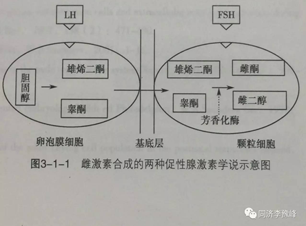 个人主页 医生文章 详情 lh相对不足:根据两种细胞-两种促性腺激素