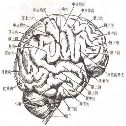 大腦解剖平面圖片