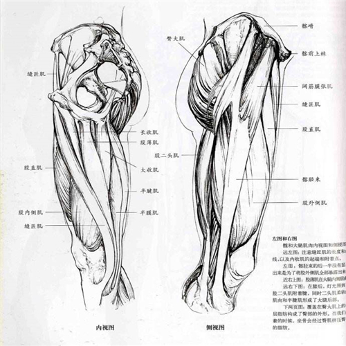 人體解剖大腿圖片