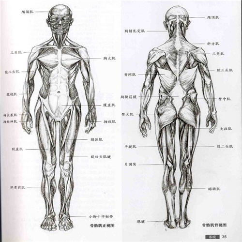 人體解剖圖五臟六腑的高清圖片