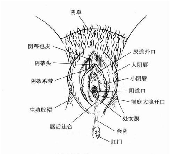 陰道口圖片