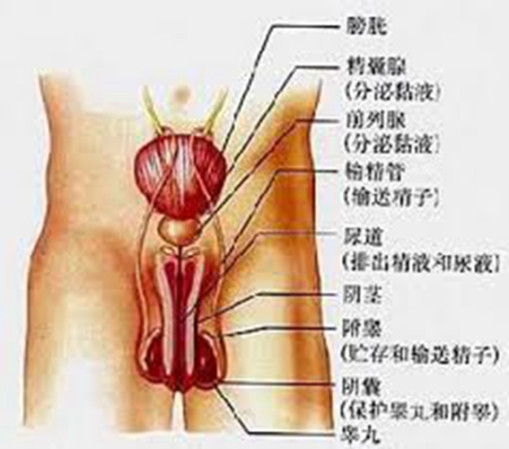 睪丸的內(nèi)部的結(jié)構(gòu)圖片