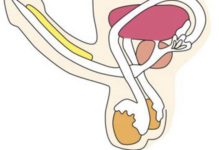 睪丸內(nèi)部結(jié)構(gòu)的圖片