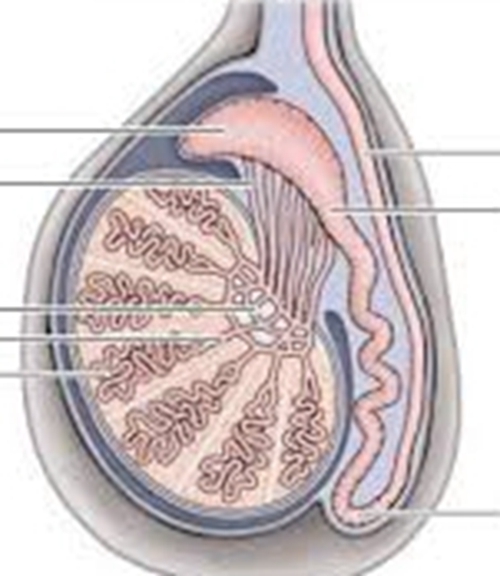睾丸详细图解的图片