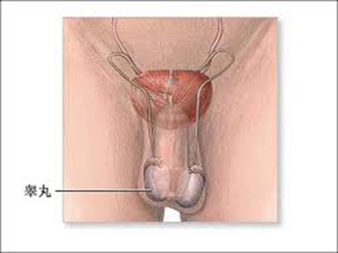 睾丸形状图片