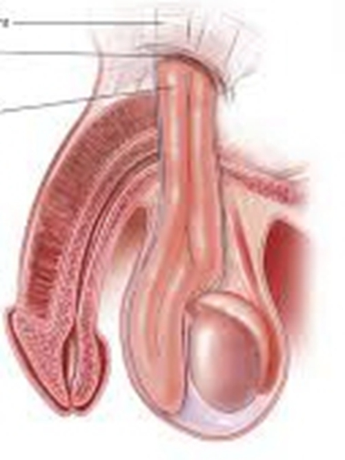 睾丸形态特征详细图片