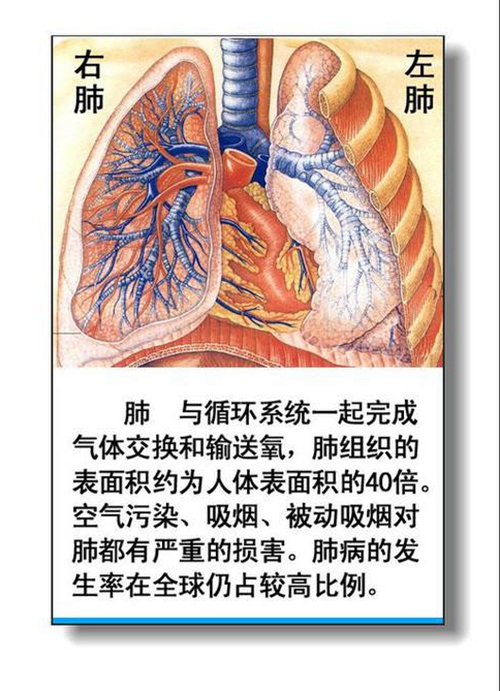 胰腺内脏器官分布图图片