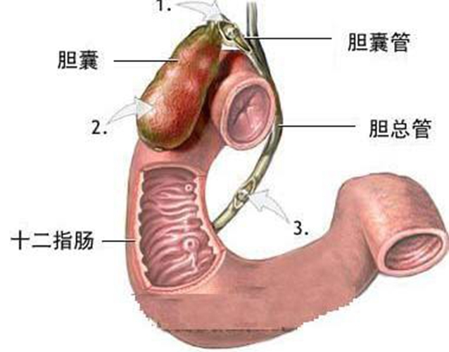 膽囊內(nèi)臟器官分布圖圖片