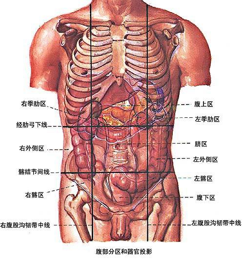 腹部周圍區(qū)域內(nèi)臟器官分布圖圖片