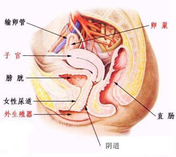 心脏瓣膜性疾病