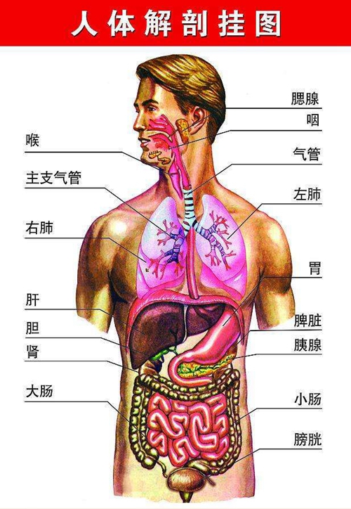 內臟器官分布圖解剖掛圖圖片