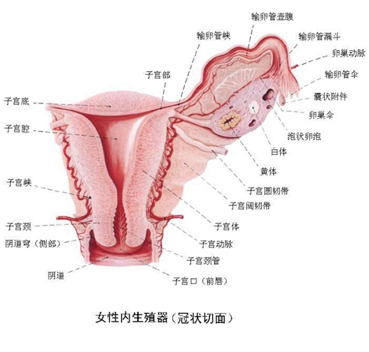 女性生殖器內臟器官分布圖冠狀切面圖片