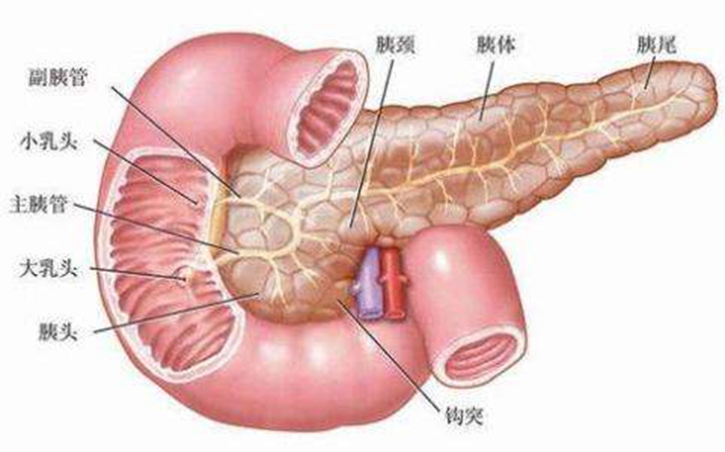 內(nèi)臟器官分布圖胰腺圖片