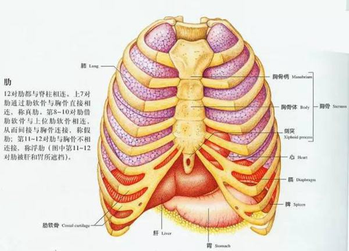 人帶肋骨內臟器官分布圖圖片