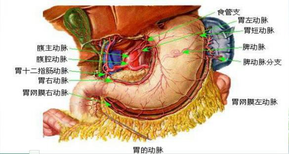 人内脏器官的分布图胃图片