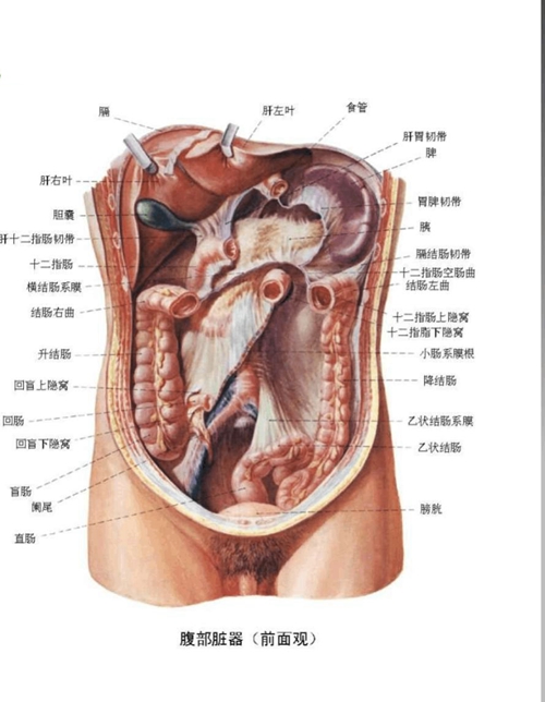 人體內臟器官的分布圖圖片