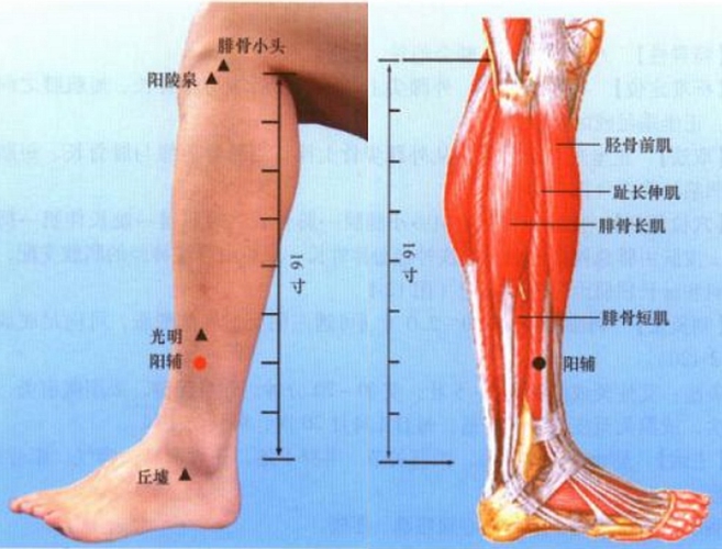 小腿穴位阳辅是在哪个位置图片