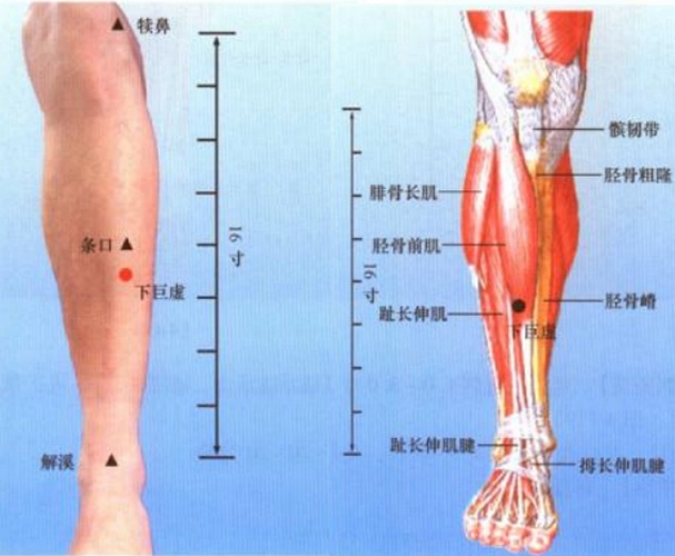 小腿穴位委中穴具体位置图片_有来医生