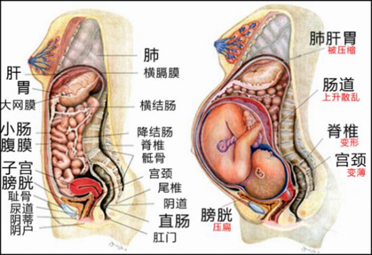 盲肠内脏器官分布图图片