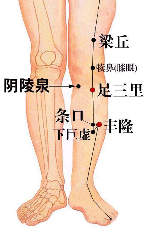 熱敷下小腿穴位在哪些位置圖片